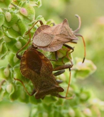 Réf. 231 295 : Coreus marginatus